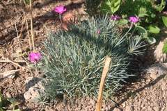 Dianthus gratianopolitanus