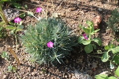 Dianthus gratianopolitanus