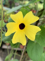 Thunbergia alata image