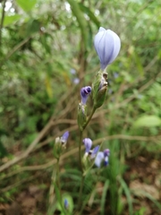 Orthrosanthus monadelphus