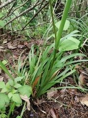 Orthrosanthus monadelphus