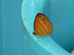 Mycalesis patiana