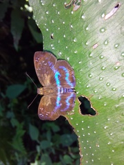 Quadrus contubernalis