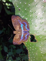 Quadrus contubernalis