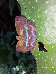 Quadrus contubernalis