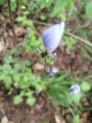 Orthrosanthus monadelphus