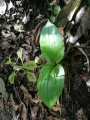 Liparis arnoglossophylla