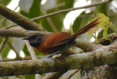 Synallaxis erythrothorax