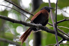 Synallaxis erythrothorax