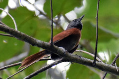 Synallaxis erythrothorax