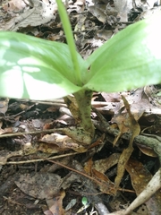 Liparis arnoglossophylla