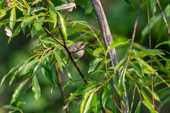 Phylloscopus fuscatus