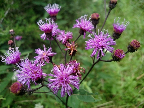 Image of Vernonia glauca by (c) Daniel Barrows, some rights reserved (CC BY)