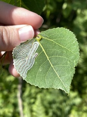 Phyllocoptes didelphis