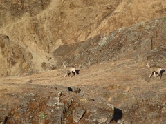 Hippocamelus antisensis