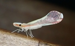 Shellenius ballii