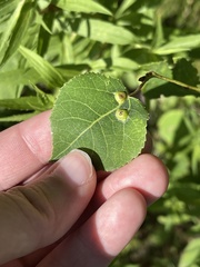 Phyllocoptes didelphis
