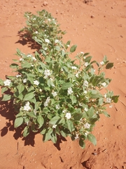 Euploca convolvulacea