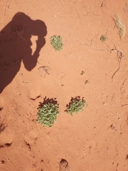 Euploca convolvulacea