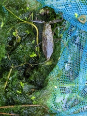 Laccotrephes grossus