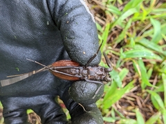 Laccotrephes grossus