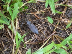 Laccotrephes grossus