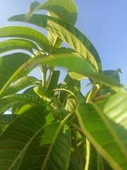 Iguana iguana iguana