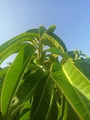 Iguana iguana iguana