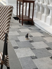 Acridotheres javanicus