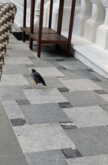 Acridotheres javanicus