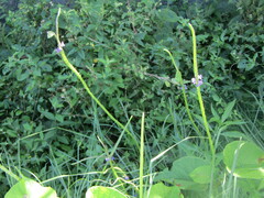 Stachytarpheta angustifolia