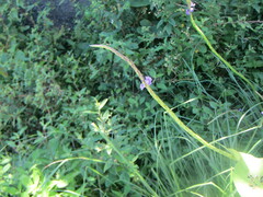 Stachytarpheta angustifolia