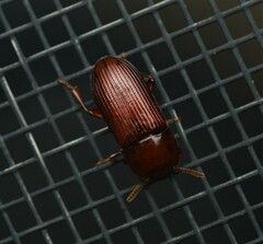 Uloma punctulata