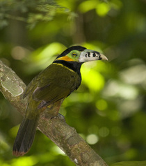 Selenidera maculirostris