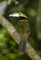 Selenidera maculirostris