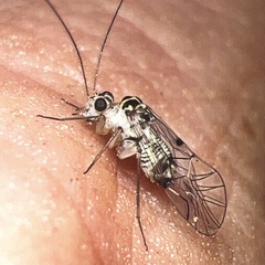 Teliapsocus