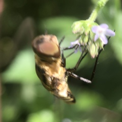 Exoprosopa brevirostris