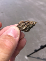 Urosalpinx cinerea image
