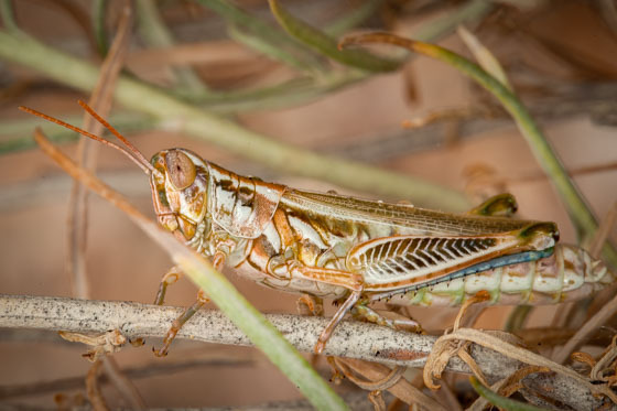 Snakeweed Grasshopper from Davis County, UT, USA on August 06, 2022 at ...