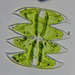 Micrasterias laticeps - Photo (c) Jim Walker, μερικά δικαιώματα διατηρούνται (CC BY-NC), uploaded by Jim Walker