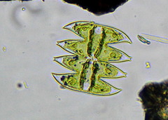 Micrasterias laticeps