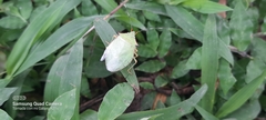 Chlorocoris distinctus