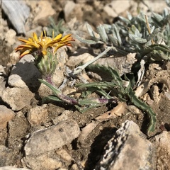 Pyrrocoma apargioides