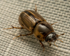 Labarrus cincticulus