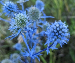 Eryngium planum