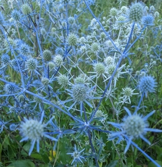 Eryngium planum