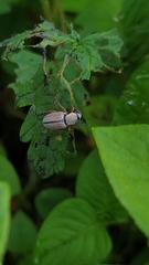 Macrodactylus mexicanus