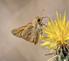 Ochlodes agricola