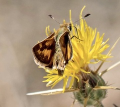 Ochlodes agricola
