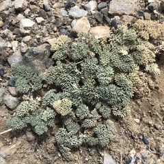 Cymopterus cinerarius